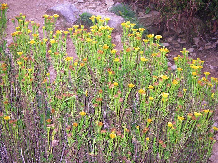 They always look a bit scruffy but colourful.