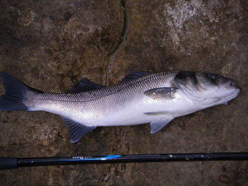 A bit on the thin side. with a decent meal inside it I might have had a six pounder.