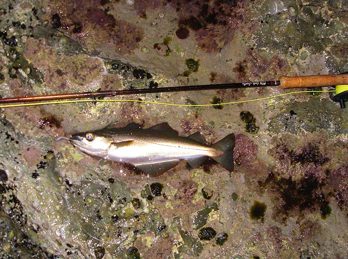 They're probably OK as baits but don't cover the ground like a nice lively mackerel.