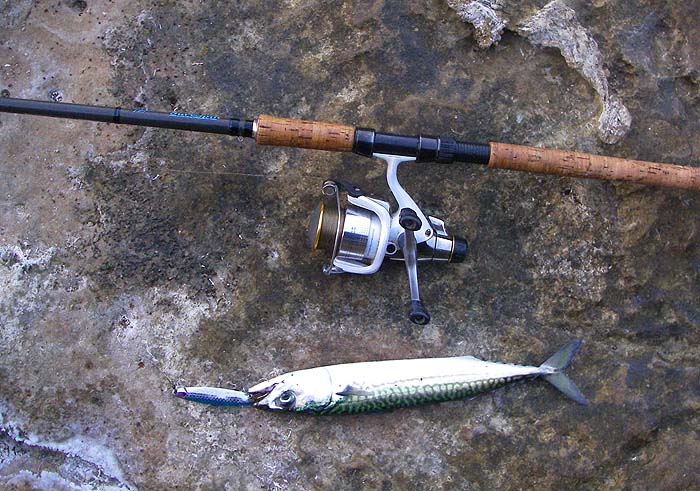 Easy to catch with these tactics but too damaged to be good livebaits - only useful as breakfast or deadbaits.