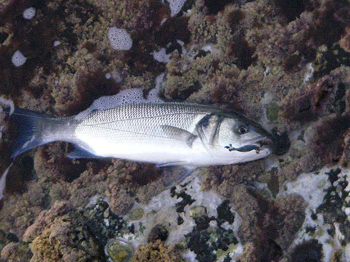 These fish hit much harder than the mackerel and tend to splash on the surface while being played.