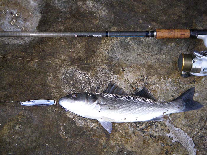 Bass will take a spoon well but you have to be confident to use one over the kelp..