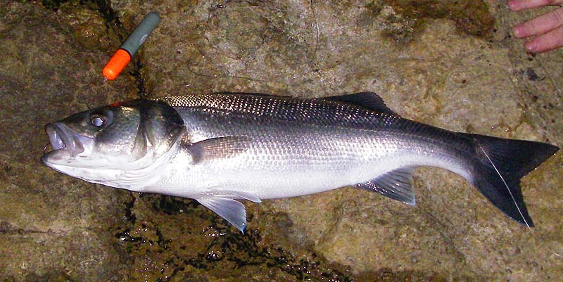 Unlike me Nige uses a float (fixed like a waggler) and a small retaining hook for the bait but otherwise the kit's identical..