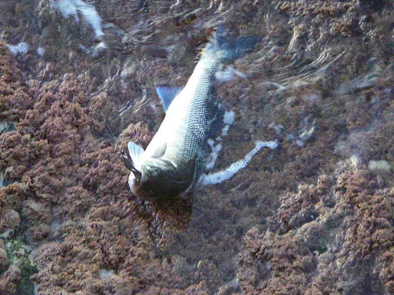 If I persist with my 'mackerel catching' spoon bass often result.