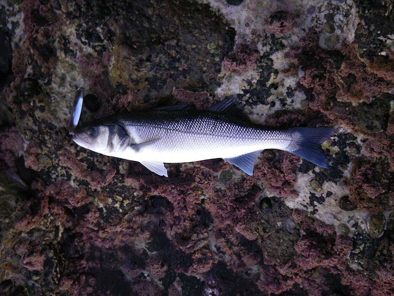 Not as big as Nigels but fine sport on the spinning gear and much more numerous.