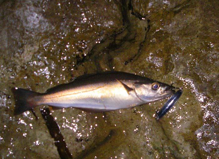 Lots of bites produced nothing and I suspect that small pollack were the culprits.