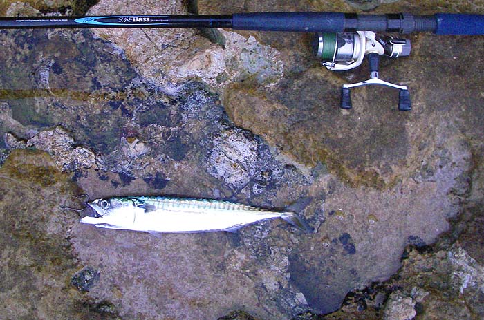 This mackerel survived in good condition until the end of the session.