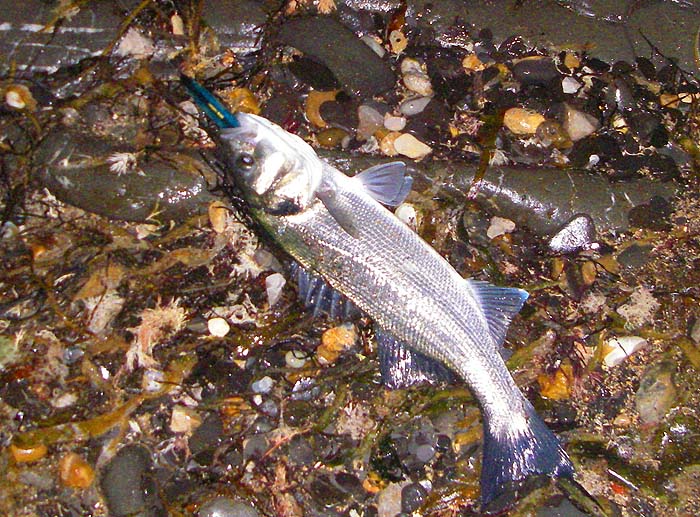 Deeply hooked but between us we managed to unhook and release it undamaged. He had another and lost a third.