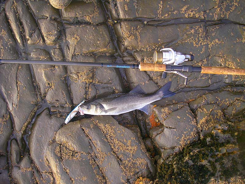 Nicely hooked on my popper. I'd forgotten how exciting the surface takes are.