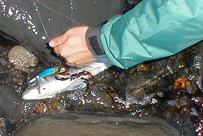 The fish took Steve's Thunderstick.