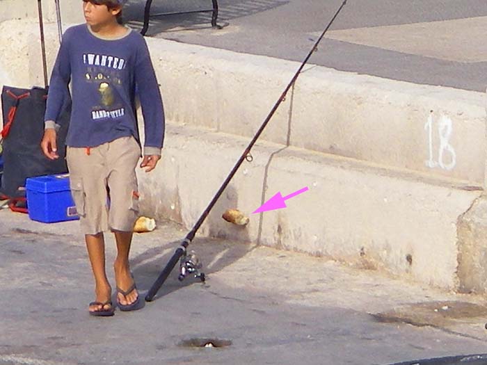 Note the size of the bait, I wish I knew how he rigged it.