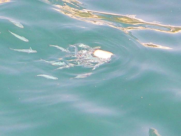 lots of small mullet etc attacked the bread.