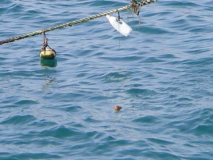 That's what I call a bait. I thought my carp baits were a good size. Like an iceberg most of it's submerged.