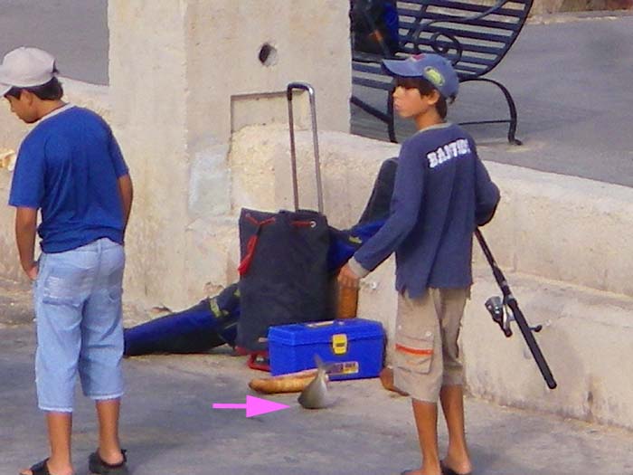 Not a mullet but what the hell is it?