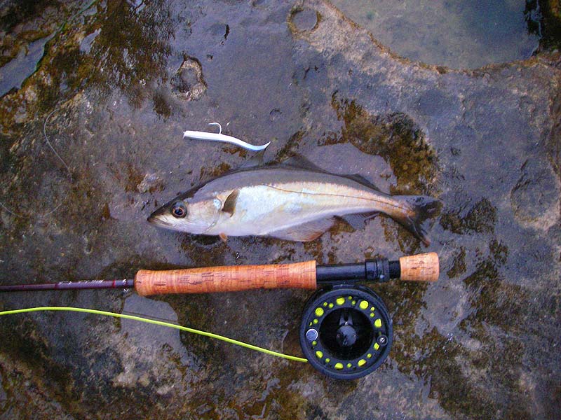 One day I'll hook a big one.