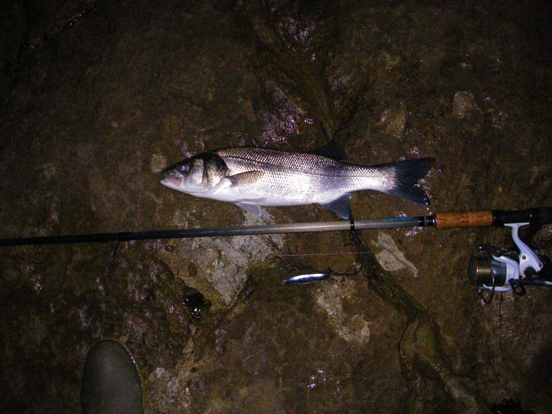 It fought hard and took a lot of line against a fairly tight clutch.