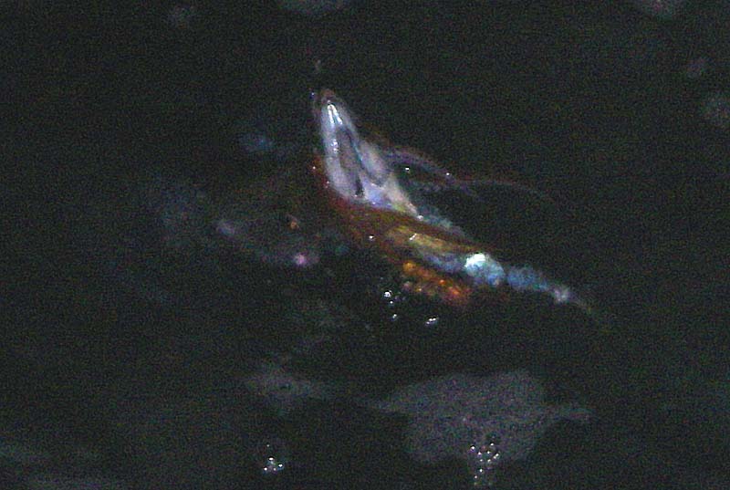 I must say that I have a sneaking regard for squid. They're such amazing creatures but can be a nuisance when you want to catch fish.