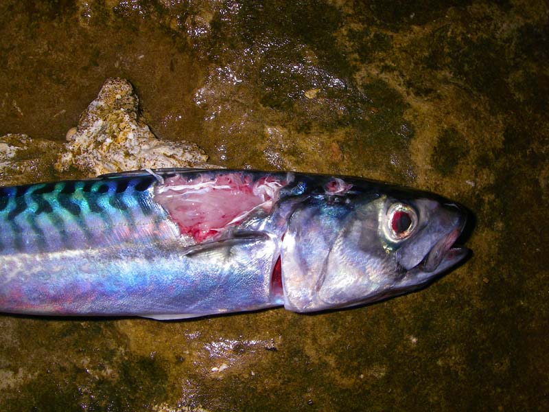 My livebait badly bitten in the 'neck'.