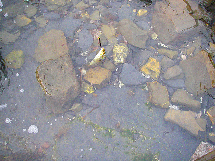 Not a big wrasse but exactly what I was after. It's interesting that by changing tactics you can select to catch these fish on lures.