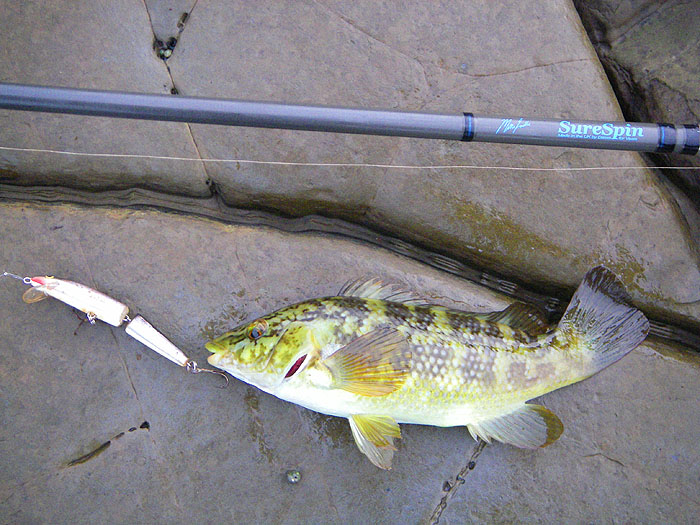 Wrasse are worth catching just to see the colours. I'd never have got one on a surface popper.