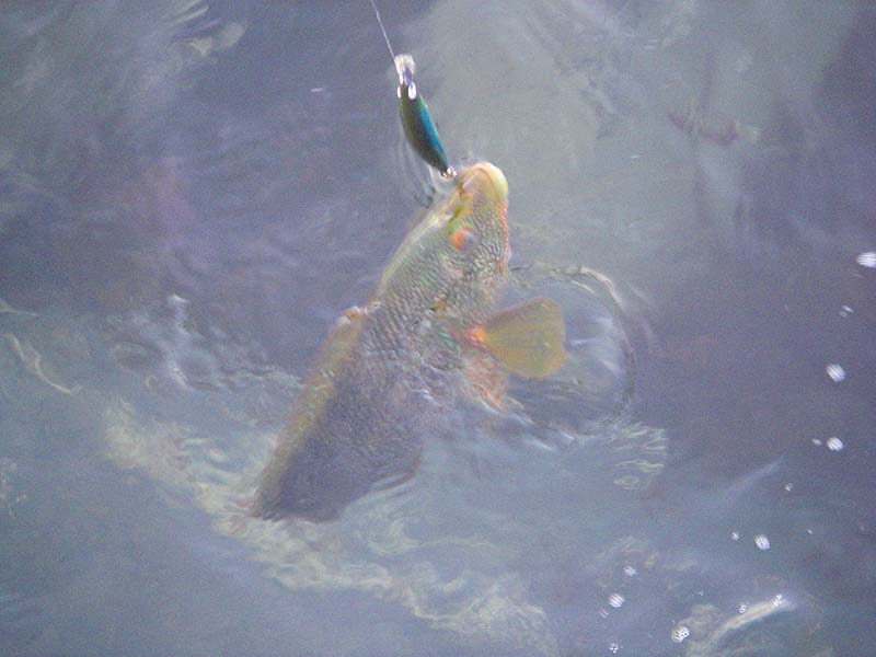 Nicely hooked! As is often the case it had 'nipped' at the tail.