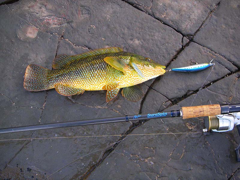 I expect that I could catch even more of these wondeful fish on worm or crab baits but it's good fun on the plug and less of a problem with snags.