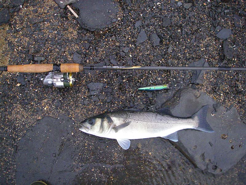 What a clonker and it fought as well as it looked.