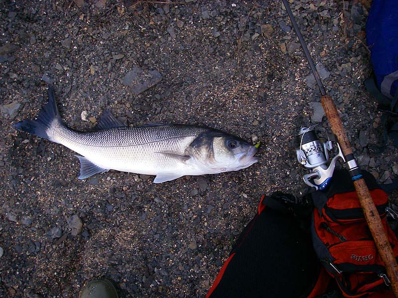 Richard sent me this one so I've tagged it on. Another lovely fish.