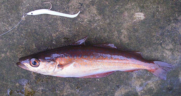 A beautiful little fish but why didn't I hook more of them?