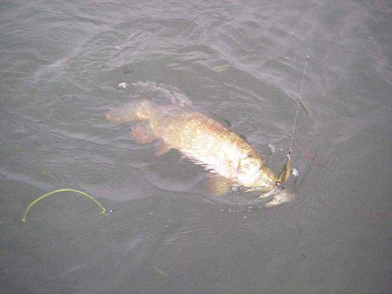 Nicely lip hooked on my spoon the pike makes a plunge.