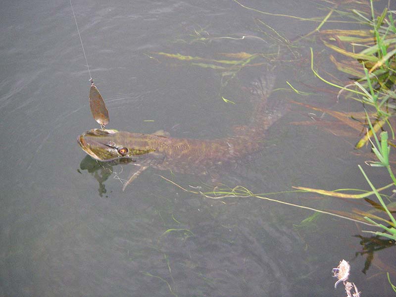 Now it's ready for the net.