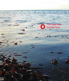 The fish took just beneath the surface off the edge of the race.