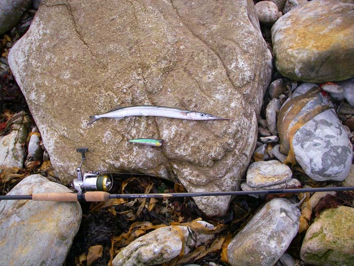 This garfish managed to hook itself on a big popper intended for bass. I missed many more.