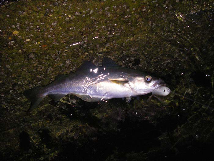 A pollack firmly hooked on the middle treble of the 'useless' lure.