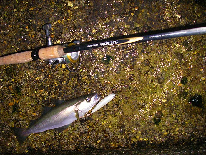 No monster but a pleasing fish on a suface slider.