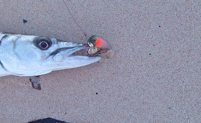 many tropical fish have sharp teeth.