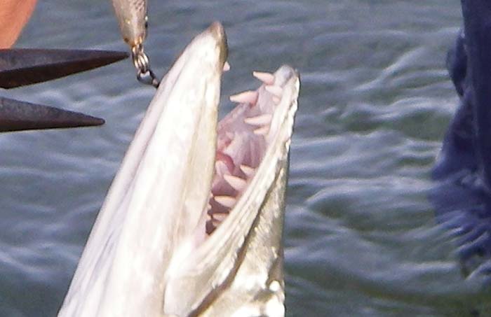 These teeth are not just sharp pointed but many of them have razor edges.