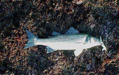 Taken first cast on the shallow diver.