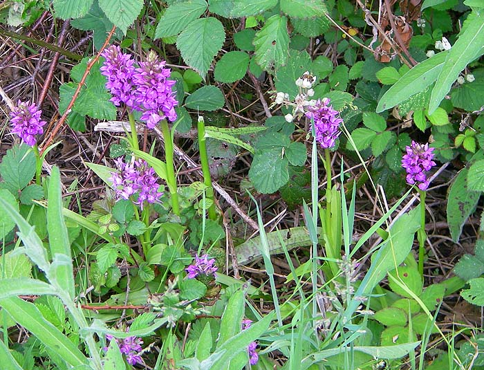 Orchids by the lake.