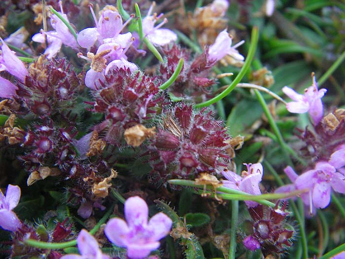 Summer thyme on the cliff top.