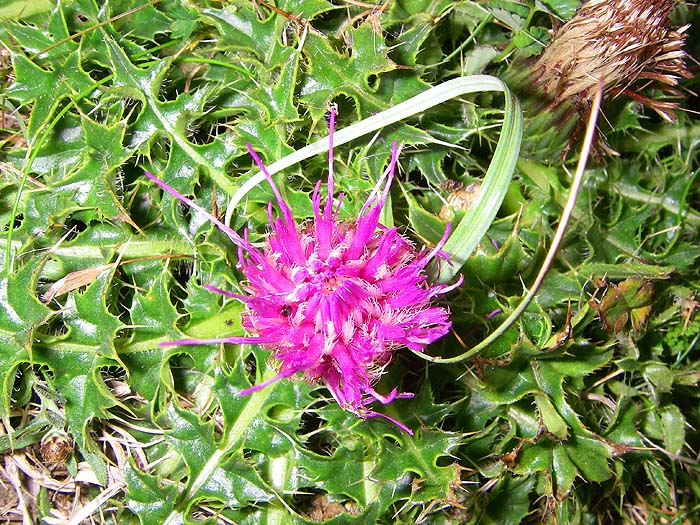 Stemless thistle by the coast.