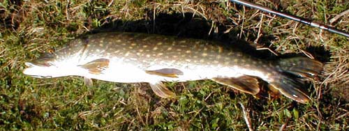 A female fish in prime condition.