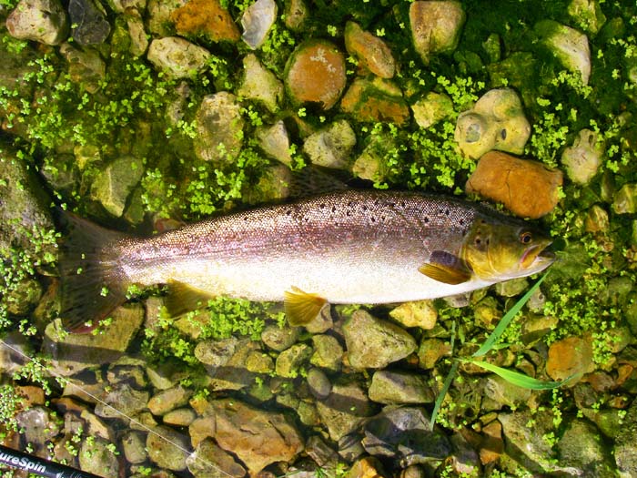 This one hooked itself on a minnow cast upstream into the fast water.