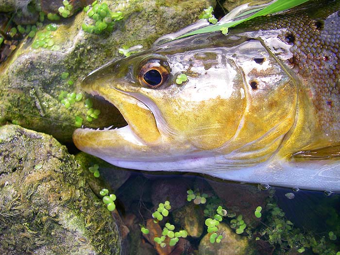 The circle hook had lodged nicely inside the lower jaw of the fish (you can just see the eye). I couldn't catch another despite several decent bites.