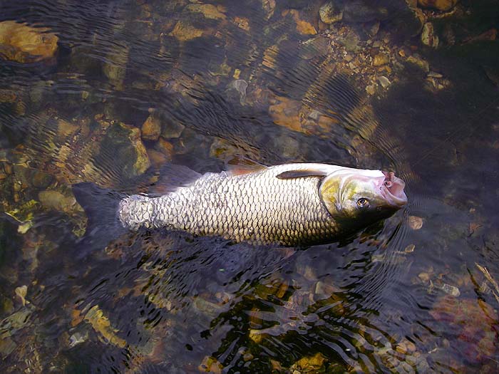 This is the one that took a pathetic bunch of worms. If I can get some decent worms I expect I might get barbel as well as chub.