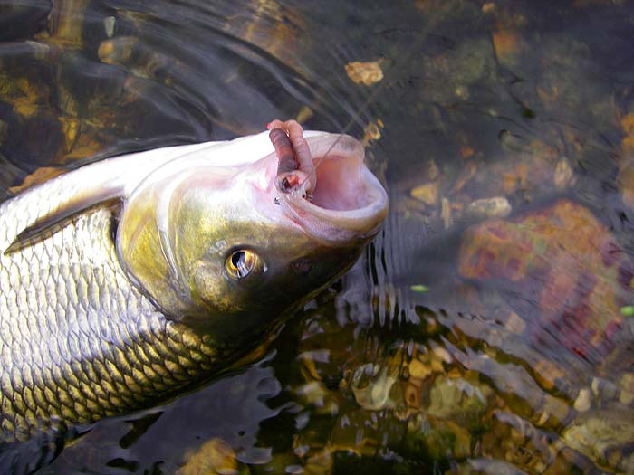 I wasn't sure about circle hooked baits for the rubbery mouths of chub but the two that I've caught so far were both lip hooked.