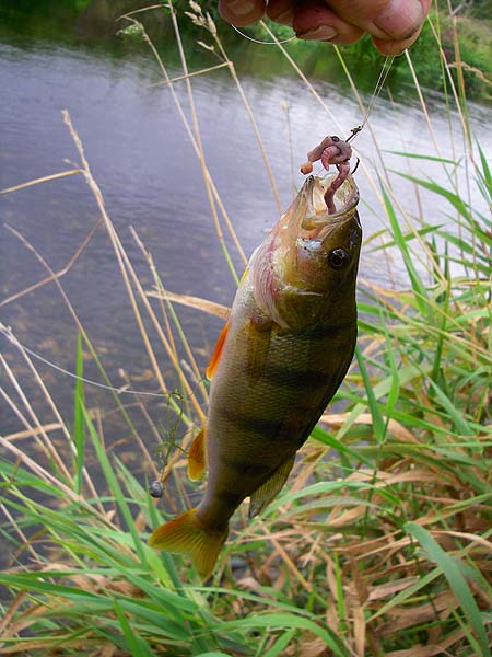 Small perch are almost as big a nuisance as small pike when you're fishing for chub etc. They'll engulf the biggest minnow or worm you can lay hands on.