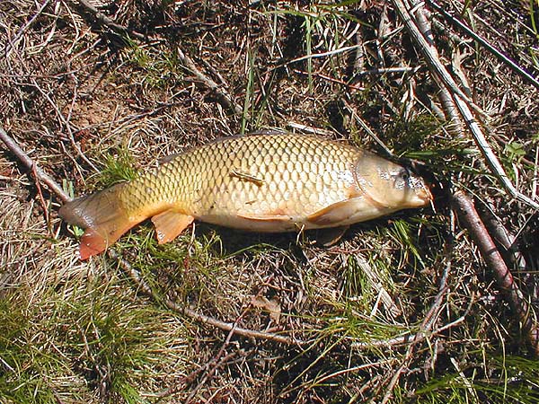 Roughly 13lb and no net so it had to be landed 'manually'.