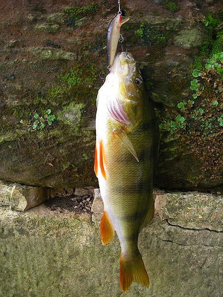 To finish off I switched to a small Rapala and caught more small perch.