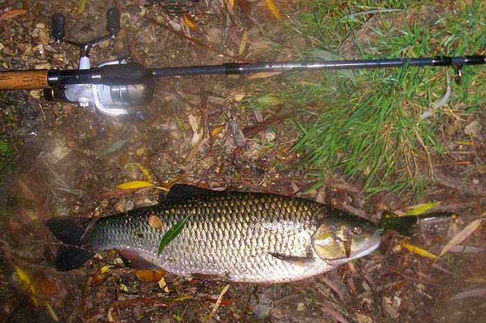 This was a beauty - taken on the shallows in the dark it's only spoiled by condensation on the camera lens in the cold morning air.